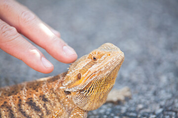 Real dragon lizard portrait view in close up with blur background