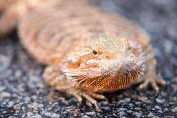 Real dragon lizard portrait view in close up with blur background