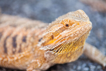 Real dragon lizard portrait view in close up with blur background