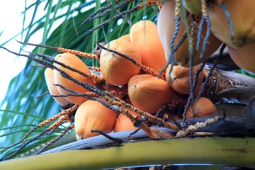 Real coconut on a tree with white sky background