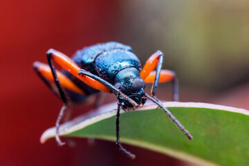 Real long horn weevil in close up view