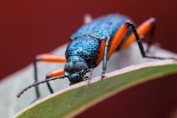 Real long horn weevil in close up view