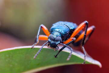 Real long horn weevil in close up view