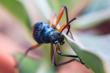 Real long horn weevil in close up view
