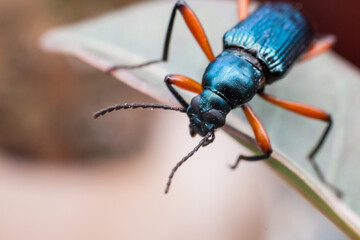 Real long horn weevil in close up view