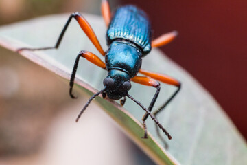 Real long horn weevil in close up view
