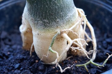 Close view of Adenium root for home gardening