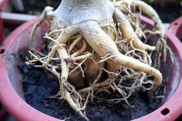 Close view of Adenium root for home gardening