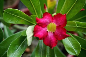 Close view of Red Adenium for home gardening