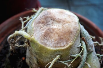 Close view of rotten root of Adenium plant