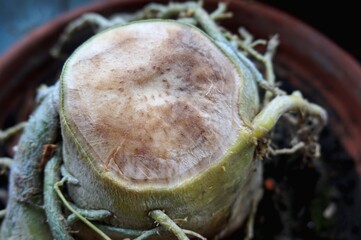 Close view of rotten root of Adenium plant
