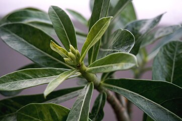 Obraz premium Close view of white yellow Adenium for home gardening