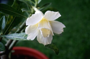 Obraz premium Close view of white yellow Adenium for home gardening