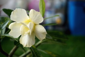 Close view of white yellow Adenium for home gardening