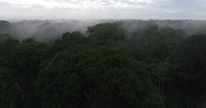 Large and Tall Brazil Nut (Bertholletia excelsa) Tree in South American tree in the family Lecythidaceae Shot in V-Log