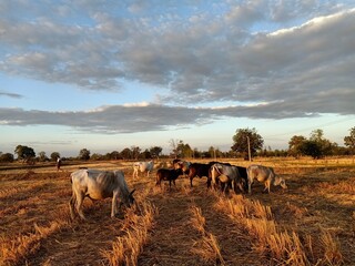 A herd of cows prepare him for an evening in a place in Thailand.