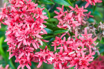 Close up view of small red flower for background