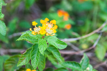Close up view of Lantana camara for background