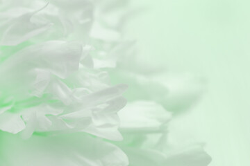 Blurred peony petals, abstract romance background, pastel mint colors and soft flower card