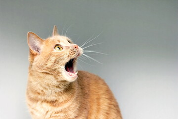 The surprised cat. The amazement of the cat. Open your mouth in surprise. An extreme degree of...