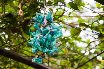 Turquoise hanging flower know as Jade Vine or Strongylodon macrobotrys in outdoor view