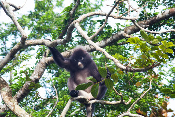 Dusky leaf monkey or known as Dusky Langur, The Trachypithecus obscurus
