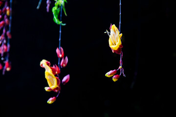 Mysire Vine or the scientific name Thunbergia mysorensis which family of Acanthceae which originated from southern tropical India in dark background