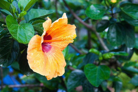 Hibiscus rosa sinensis or better known as Bunga Raya which is Malaysia National flower