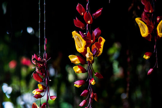 Mysire Vine or the scientific name Thunbergia mysorensis which family of Acanthceae which originated from southern tropical India in dark background