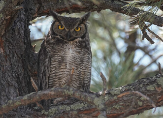 A male great horned owl, perched in a large tree, looks at the camera.