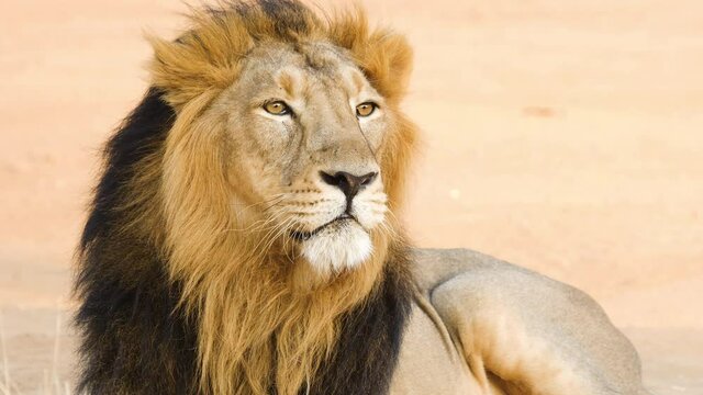 Asiatic male Lion who looks like Mufasa from the Lion king gives a Huge Yawn showing its Killer Canines and long tongue