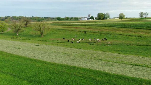 Wide angle establishing shot of black and white Holstein cows grazing in meadow, Lancaster County PA farm in distance, aerial