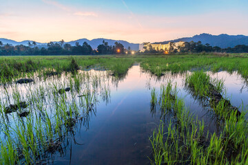 Paddy field view of sunrise or sunset background