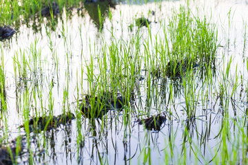 Green paddy plant reflection in close up