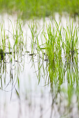 Green paddy plant reflection in close up