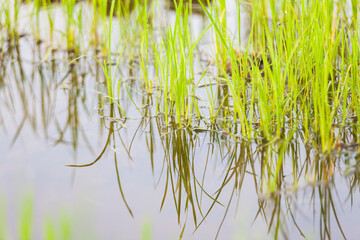 Green paddy plant reflection in close up