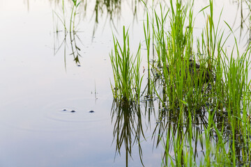 Obraz premium Green paddy plant reflection in close up