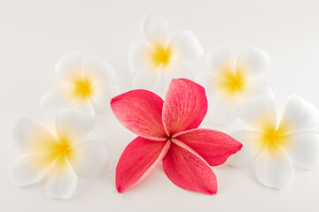 Fototapeta na wymiar exotic frangipani flower on the white background