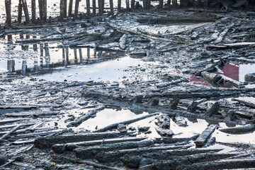 Muddy shore view with wood covered by mud and rubbish