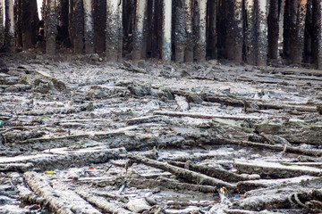 Muddy shore view with wood covered by mud and rubbish