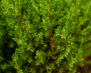 Saplings of pine, spruce, fir, sequoia and other coniferous trees in pots in plant nursery.