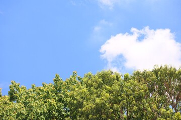 green tree and blue skyTree leaves green background morning sky Images for natural backgrounds