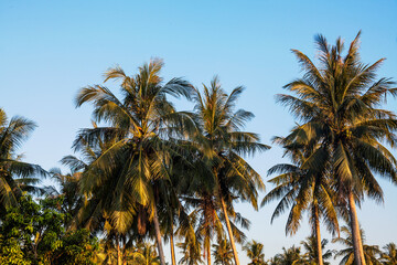Fototapeta na wymiar Isolated coconut tree view with blue background
