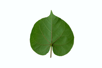 chingma lantern leaf isolated on white background