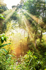 Sun ray view by the jungle bushes for text adding background