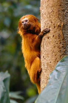 Golden lion tamarin
