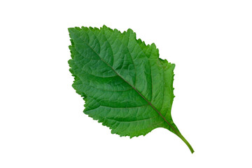 Obraz premium Galeopsis tetrahit (pospolita pokrzywa) liść na białym tle