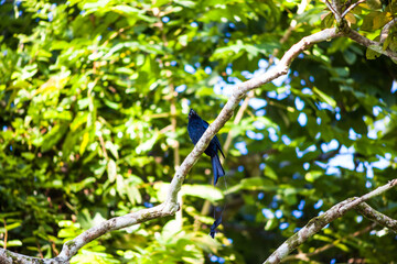 Real bird which called as Spangled Drongo view in close up in Penang Hill, Malaysia