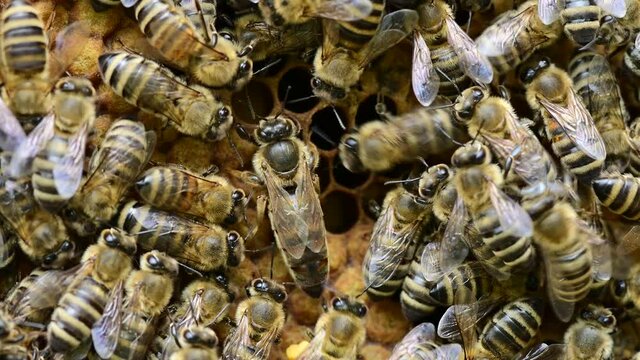 Bee colony - bee queen nests egs in be hive in honeycomb with honey bees all around	