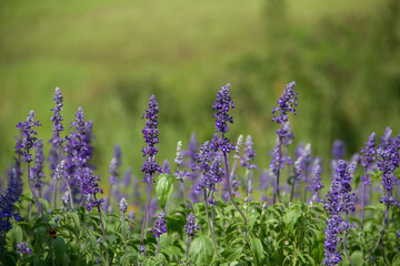 Naklejka premium lavender flowers in the garden